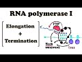 RNA polymerase I Transcription ELONGATION & TERMINATION - The beauty of rRNA gene termination region