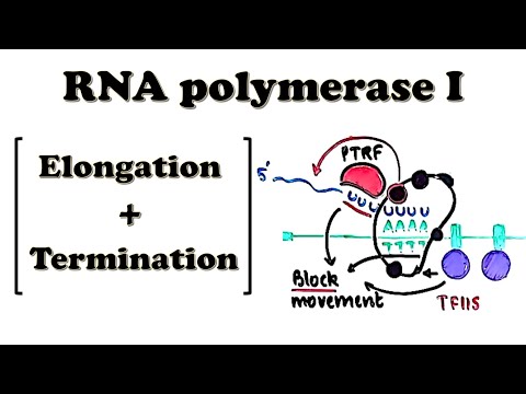 Video: Under transkripsjon binder rna polymerase til?