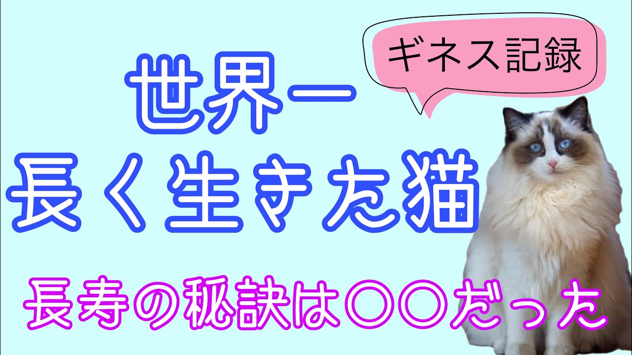 ギネス記録 世界一長く生きた猫 長寿の秘訣は だった Youtube