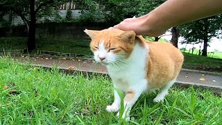 When I was waking in the park, the chatty stray cat stopped me on the street