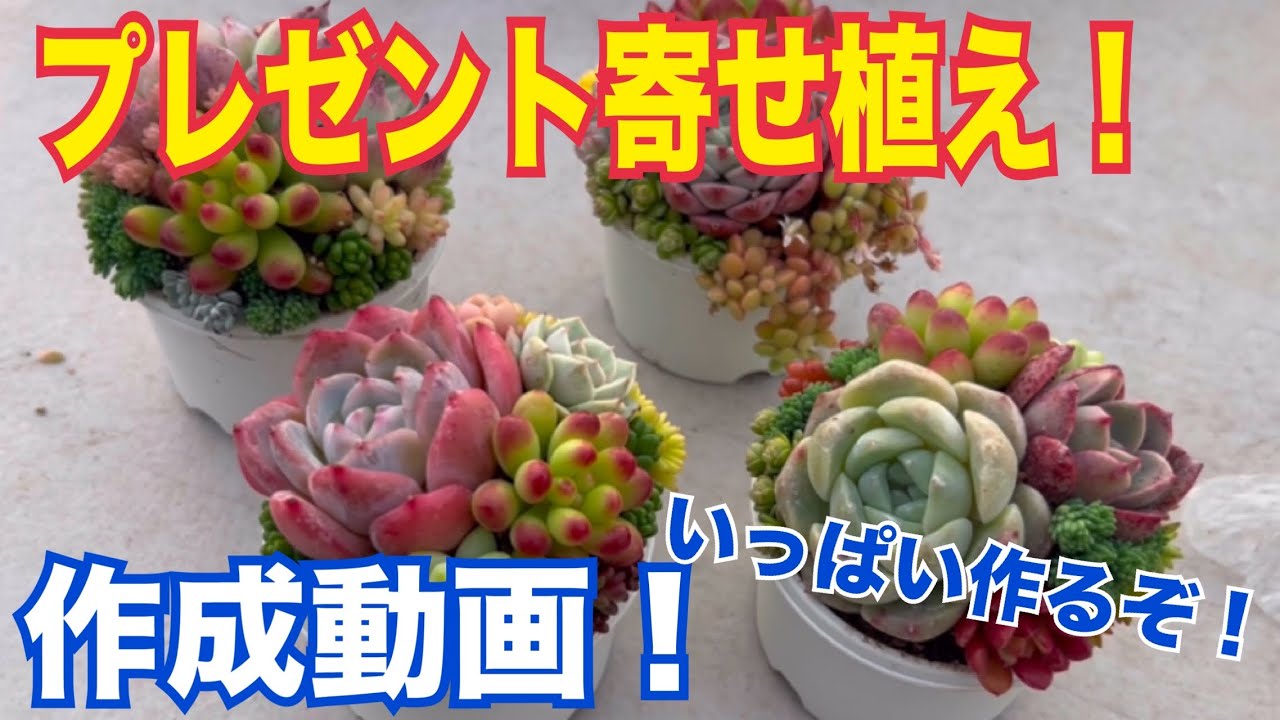 🎁Gift Planting❗️Creation Video🎥【Succulents】【Gardening