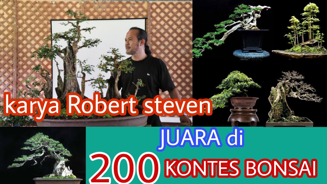 karya bonsai Robert steven telah menjuarai 200 kontes bonsai || karya Robert steven