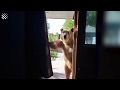Медведь сам открывает дверь