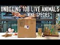 HUGE ANIMAL UNBOXING - 9 Species, 108 Invertebrates!