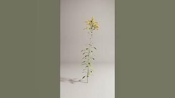 Goldenrods | Megascans