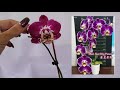 Орхидеи: Фото и реальность. Сортовая орхидея Phal. Kuei Wen Princes.