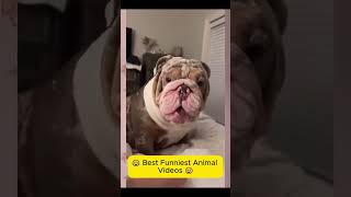 Funny Animal Compilation #foryou #shorts