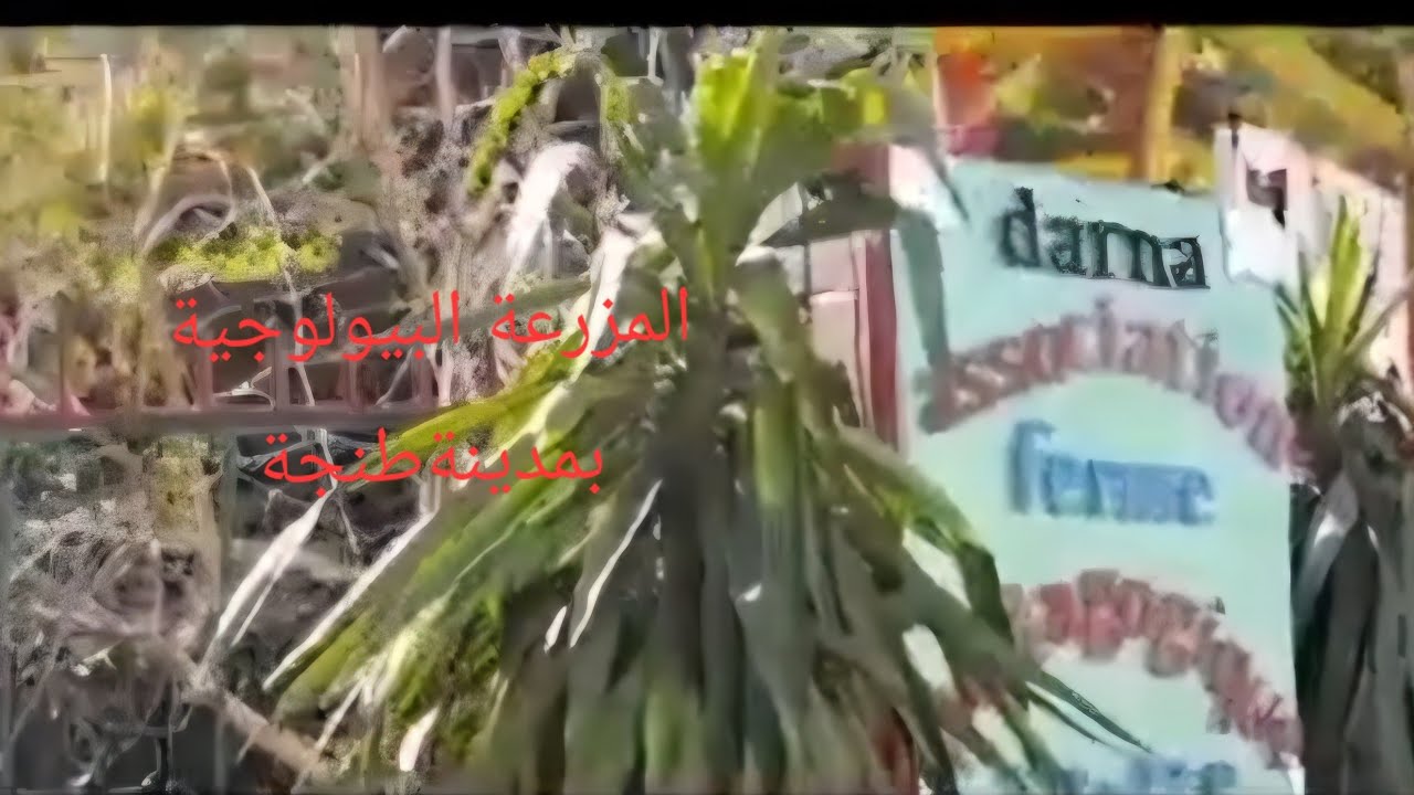 جولة في المزرعة بيولوجية بمدينة طنجة 