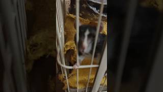 Дюна глазами заводчика 😅 #pets #смешныеживотные #крысадамбо #дюна