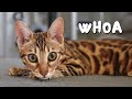 Bengal kitten tries catnip for the first time after cat mask prank  ep 8