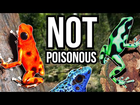 वीडियो: जहरीले जानवर चमकीले रंग के क्यों होते हैं?