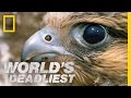 Fastest animal makes a kill  worlds deadliest