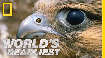 Fastest Animal Makes a Kill | World