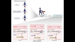 Rewriting The Rules Of Exercise Intermittent Ischemiareperfusion