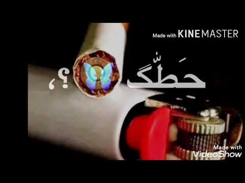 حالات واتس عصفوره تصميمي