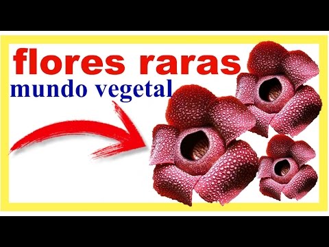 Vídeo: Fets sobre Hydnora Africana: aprendre sobre la planta Hydnora Africana