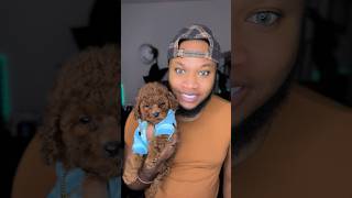 Most Asked Questions #puppy #toypoodle #viral