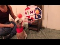 Funny bunny plays basketball bini the bunny