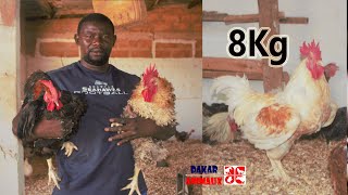 Incroyable! cet éleveur crée la race de poulet la plus lourde au Sénégal
