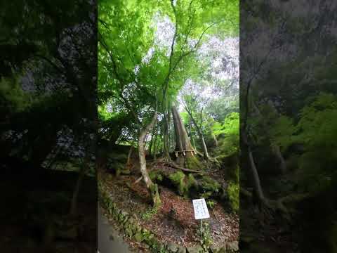 One thousand years old couple tree at Kifune, Kyoto