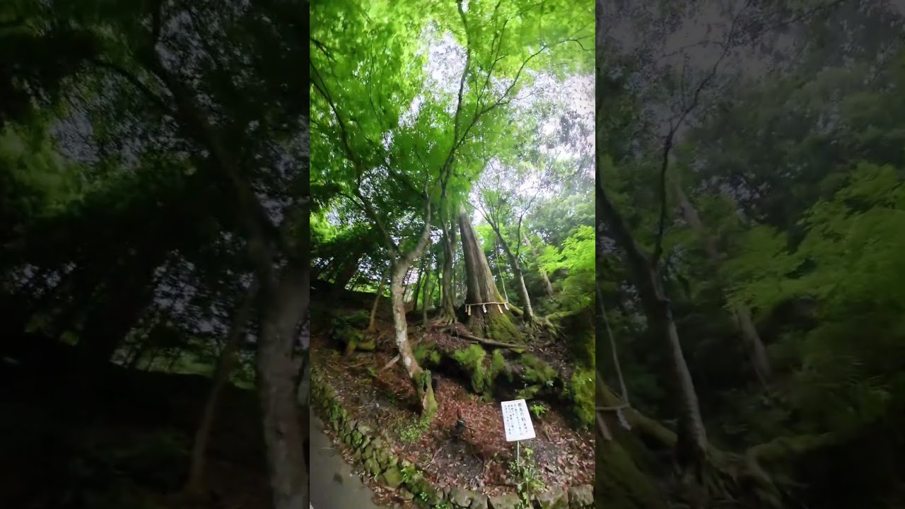 One thousand years old couple tree at Kifune, Kyoto - YouTube
