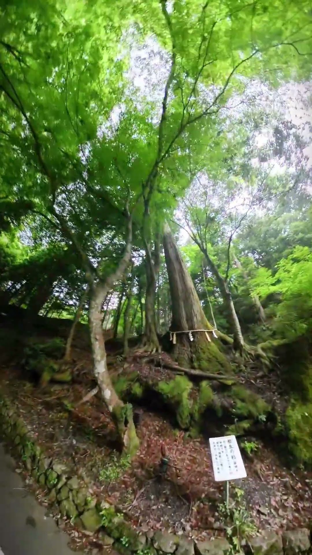 1000年後の今日見た景色 One thousand years old couple tree at Kifune, Kyoto - YouTube