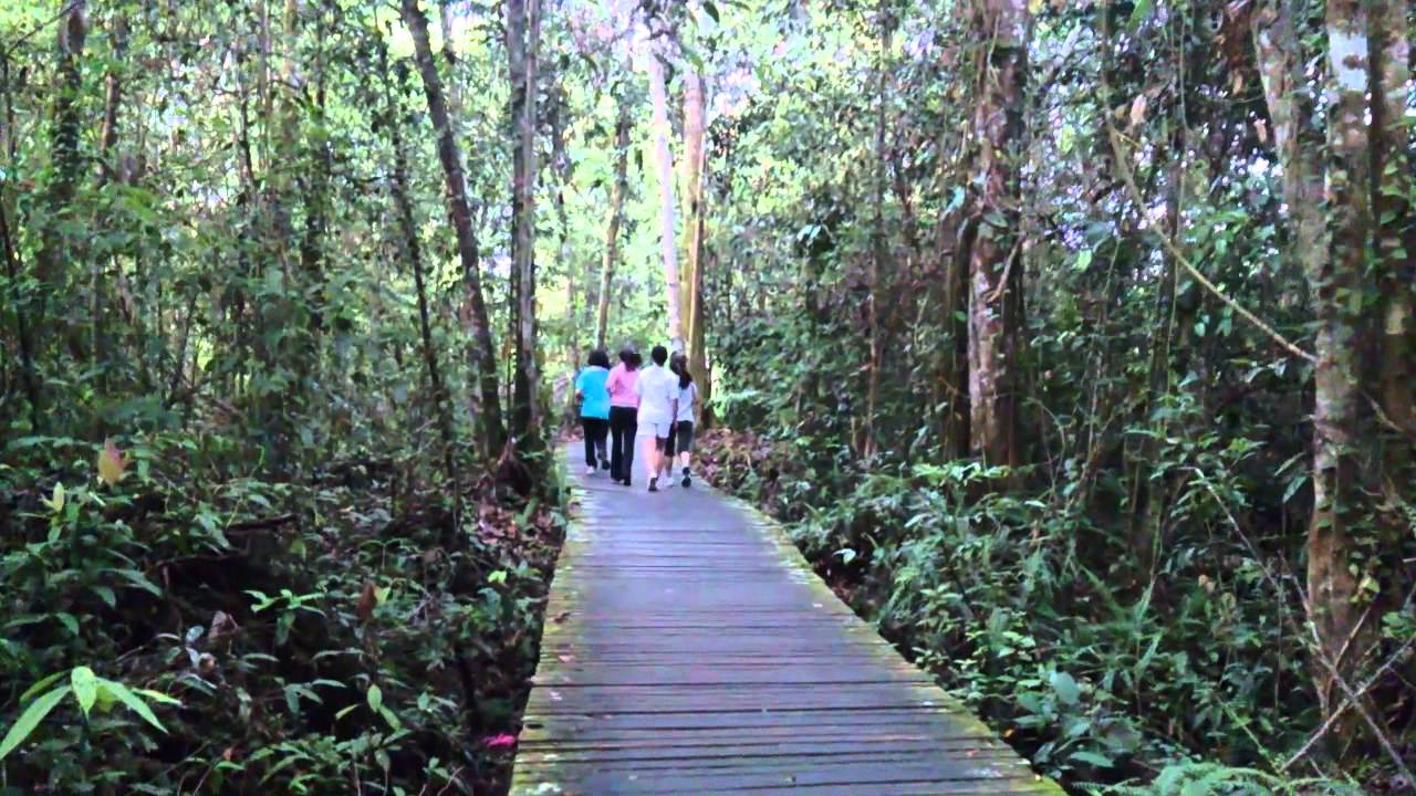 Early Bird walk at Taman Rimba Bukit Rimba, Sibu - YouTube