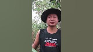 terlalu pagi by. poppy mercury