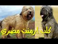 كلب ارمنت الراعي المصري مهدد بالانقراض