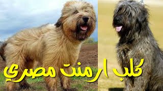 كلب ارمنت الراعي المصري مهدد بالانقراض