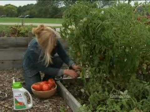 Osmocote Gardening Tip 23 Tomatoes