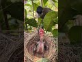 Wow amazing  Baby bird is hungry 💖🕊
