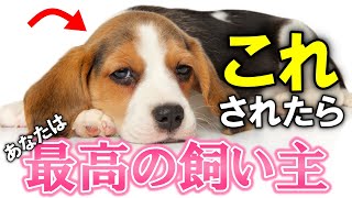 【犬好き必見】犬が最高だと思う飼い主に見せる行動13選