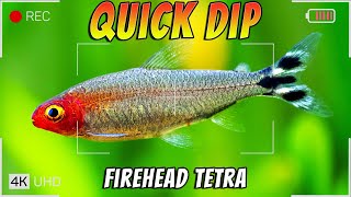 Quick Dip into the Firehead Tetra - Petitella bleheri Thumbnail