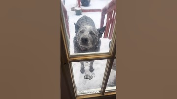 Let me introduce you to the Blue Heeler aka the Australian Cattle Dog, the tiny range foreman