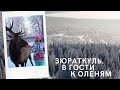 Зюраткуль. В гости к оленям.