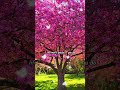 Birds singing 🌸 | 15 Seconds of Peace