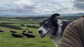 A Day In The Life With Kate The Farm Border Collie Dog
