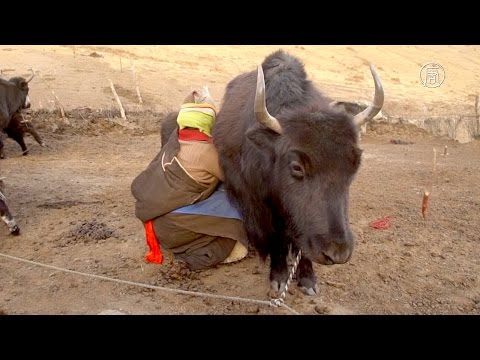 Молоко яка – основной продукт питания тибетцев (новости)