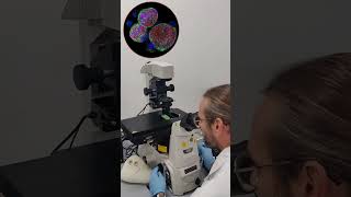 Ibidi Chambered Coverslips To Save Your Day