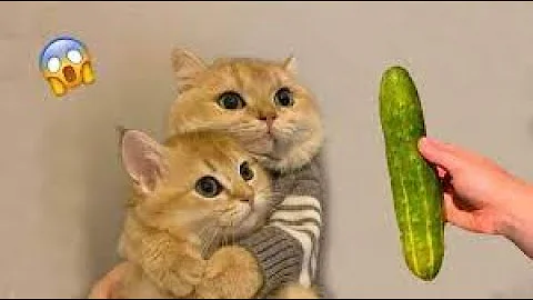 Video 8300471: pets funnycats, kitten funny dog, cutest kitten, best pets