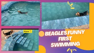 Beagle's funny first Swimming by Moon the beagle 61 views 6 months ago 5 minutes, 17 seconds