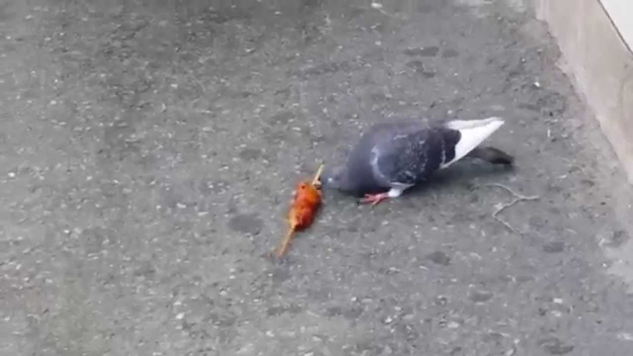 핫바먹는 비둘기(dove, pigeon) 