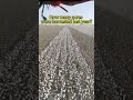 John Deere cotton picker