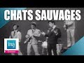 Capture de la vidéo Les Chats Sauvages De L'Ina | Archive Ina