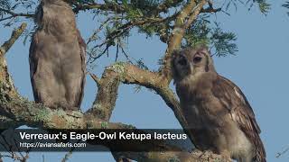 Verreaux's Eagle Owl Ketupa lacteus