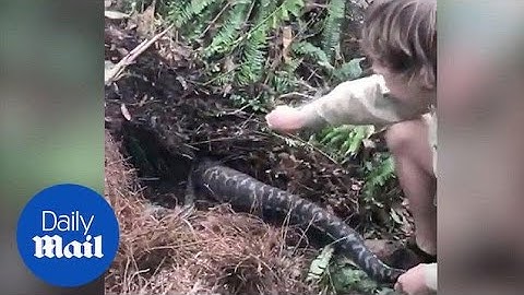 Family finds massive python in their backyard - Daily Mail