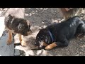 Gaddi Dog / Baan Gaddi Dog / Tibetan Mastiff Dog  |