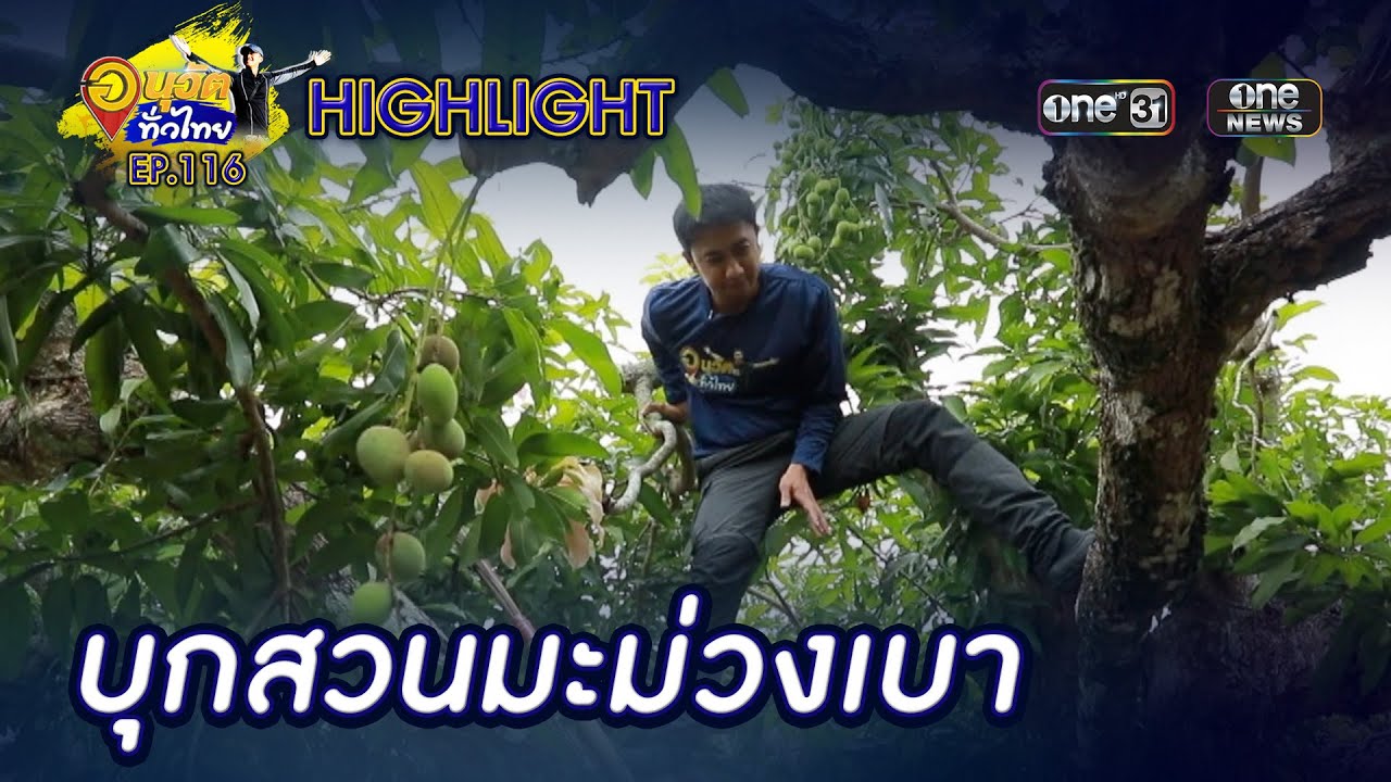 บุกสวนมะม่วงเบา ของดีสงขลา | Highlight | อนุวัตทั่วไทย | EP 116 | one31