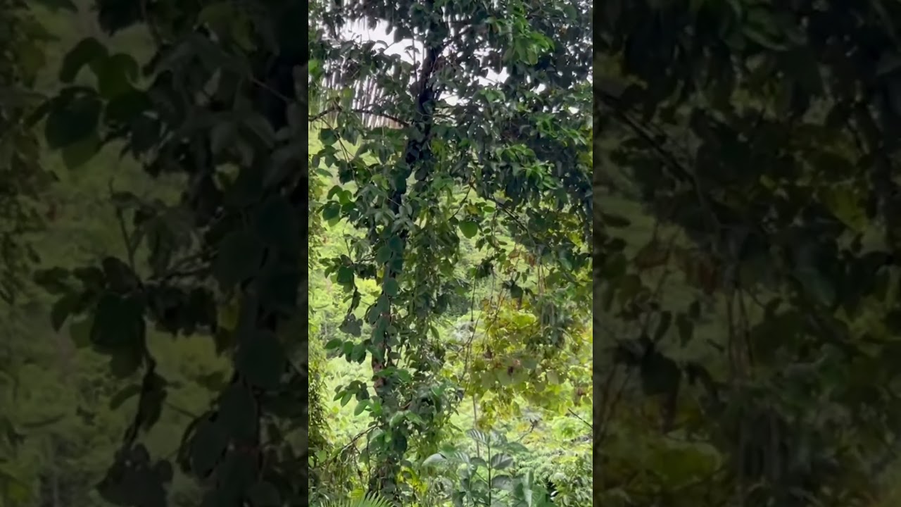 Close encounters of the bird kind 🦜